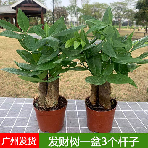 三杆步步高招财客厅小型发财树