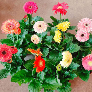 非洲菊盆栽进口大花时令花卉苗室外阳台庭院带花苞耐晒耐寒禾森园