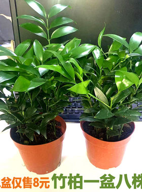 竹柏盆栽平安竹驱蚊室内外桌面阳台庭院四季常青净化空气耐寒花卉