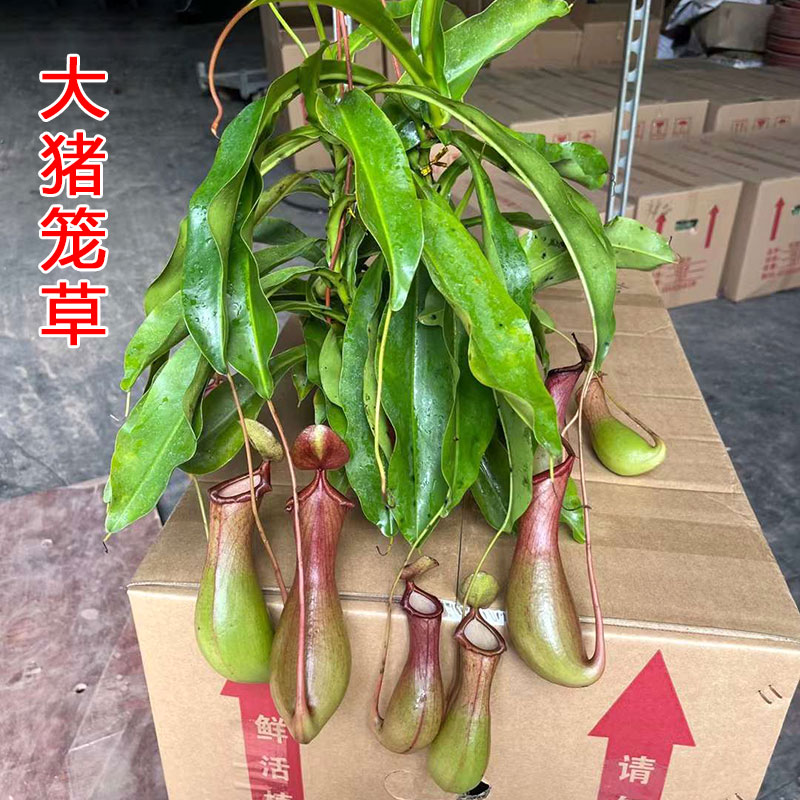 室内猪笼草食虫植物垂钓桌面