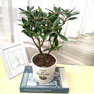 瑞香花盆栽浓香型金边苗室内外办公阳台庭寒四季常青观花院耐植物