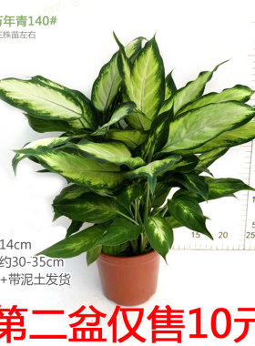 粉黛万年青盆栽花叶银皇后玛丽安花卉室内桌面客厅易养护土培植物