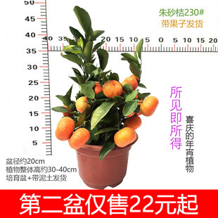 四季橘子树盆栽砂糖橘朱砂桔带果发货室内客厅阳台办公喜庆年宵花