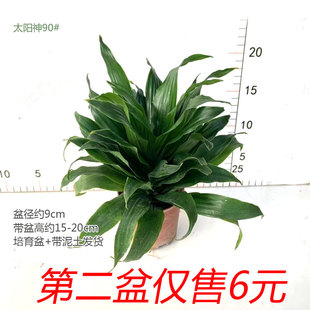 土培太阳神四季 常青密叶朱蕉净化空气小盆栽绿色办公桌面绿植盆栽