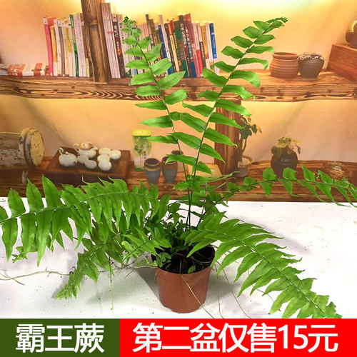 长叶霸王蕨垂钓盆栽室内客厅