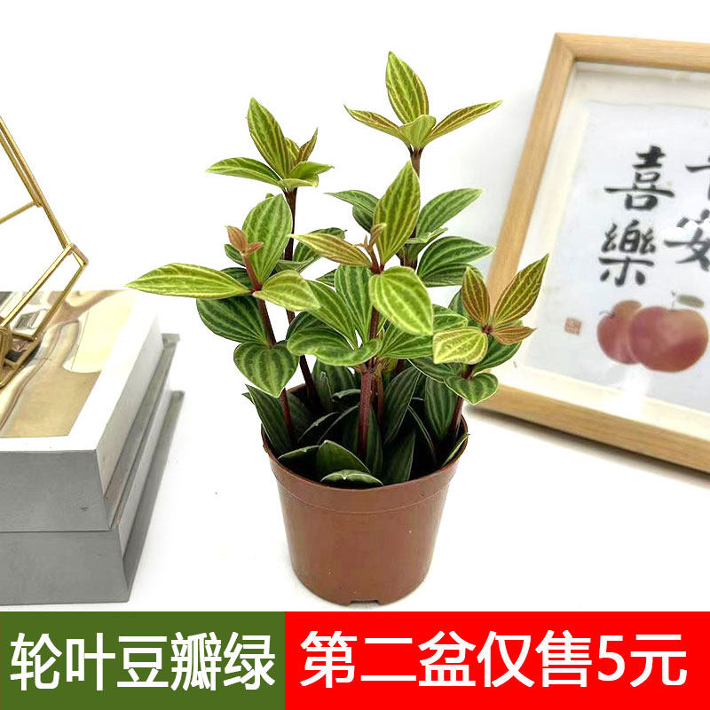轮叶豆瓣绿盆栽白脉椒草室内办公易养护四季常青观植物北欧风耐阴,鲜花速递/花卉仿真/绿植园艺,绿植,淘宝优惠券,粉丝福利购,淘宝优惠卷