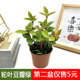 轮叶豆瓣绿盆栽白脉椒草室内办公易养护四季 常青观植物北欧风耐阴