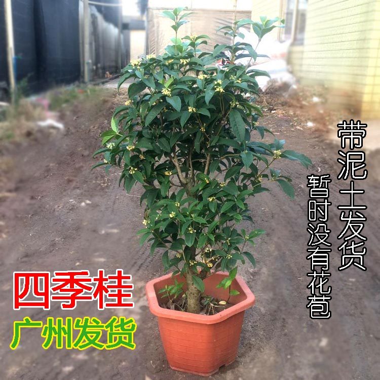 桂花树四季盆栽清香型室内办公客厅阳台庭院耐寒开花植物广州发货,鲜花速递/花卉仿真/绿植园艺,绿植,淘宝优惠券,粉丝福利购,淘宝优惠卷
