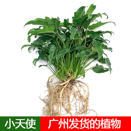 水培小天使龙鳞桩春羽曼绿绒书房