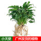 水培小天使龙鳞桩春羽蔓绿绒室内书房办公绿植大型北欧风观叶植物