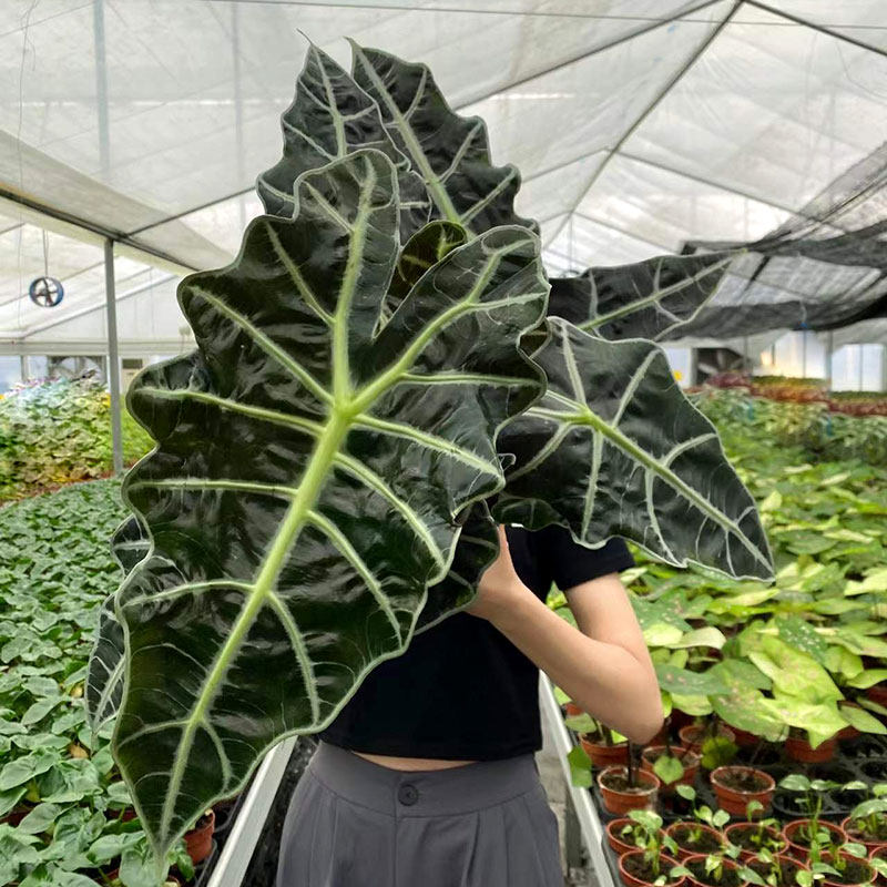 大仙女海芋盆栽天鹅绒室内网红观叶桌面绿植耐阴热带花卉净化空气,鲜花速递/花卉仿真/绿植园艺,绿植,淘宝优惠券,粉丝福利购,淘宝优惠卷