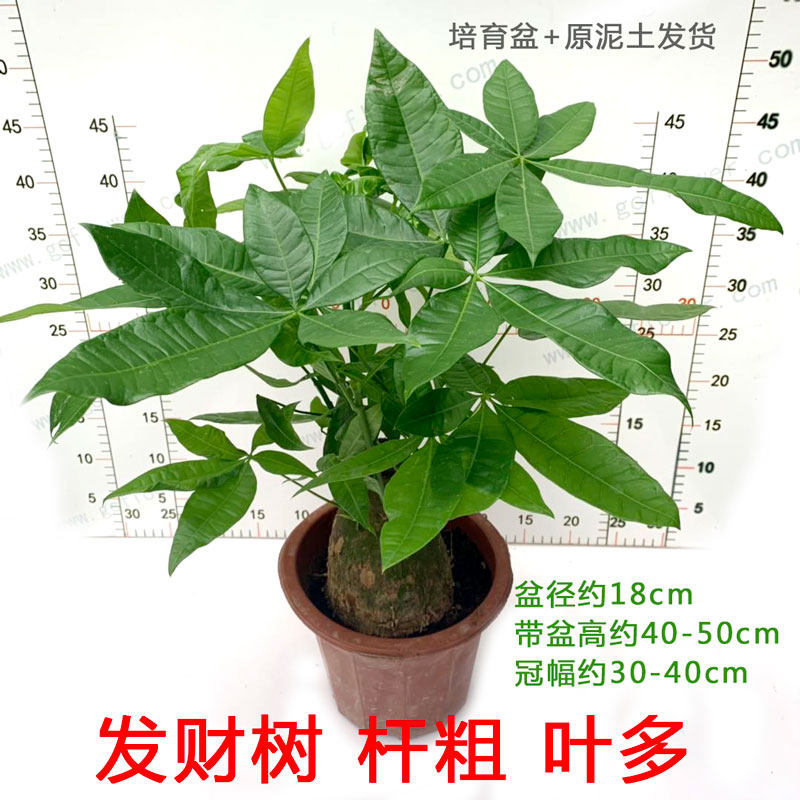 发财树中型单杆盆栽招财摇钱室内办公开业贺礼植物四季常青易养护