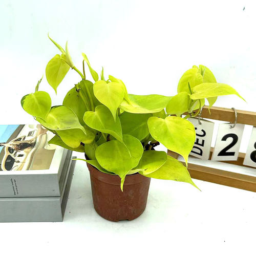 柠檬蔓绿绒净化空气盆栽书房