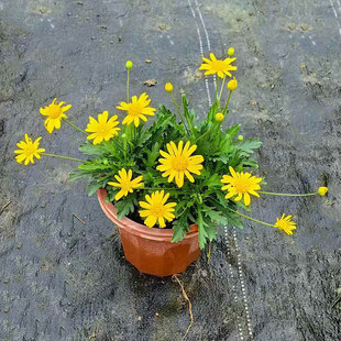 木春菊盆栽沐春黄金菊室外阳台庭院开花带花苞植物好养护广州发货