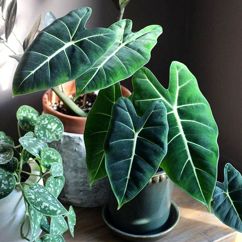 大绿天鹅海芋易养护客厅好养护