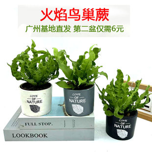 火焰鸟巢蕨盆栽室内观叶绿植办公桌摆易养护耐阴净化空气四季常青