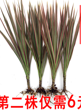 七彩铁盆栽千年木苗龙血树带根发货室内外桌面客厅绿色除甲醛植物