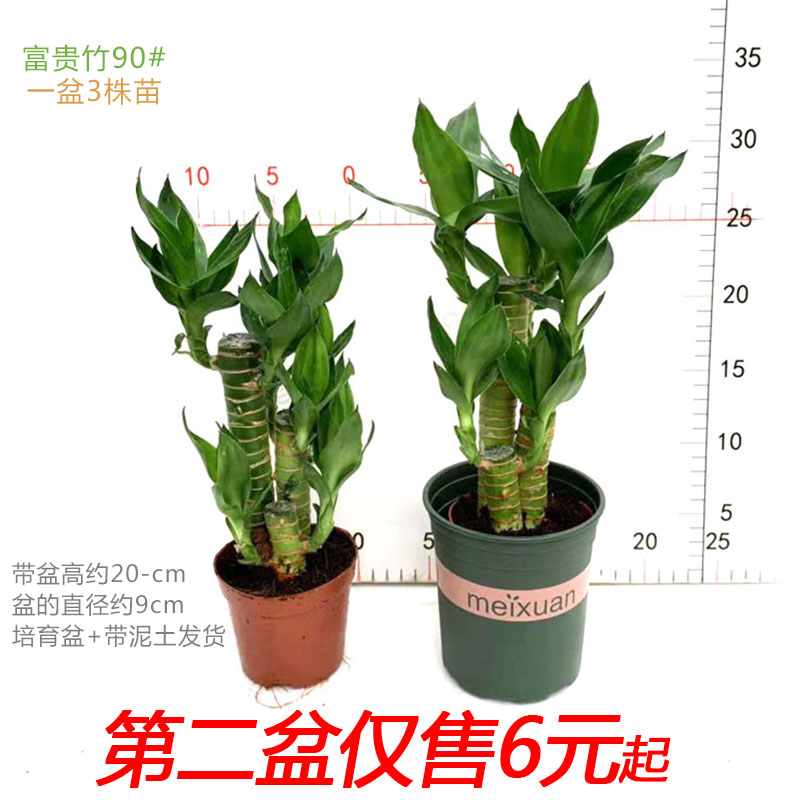 步步高迷你桌面四季常青富贵竹