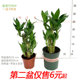 富贵竹土培盆栽步步高塔竹观音竹植物室内迷你易养护桌面四季 常青