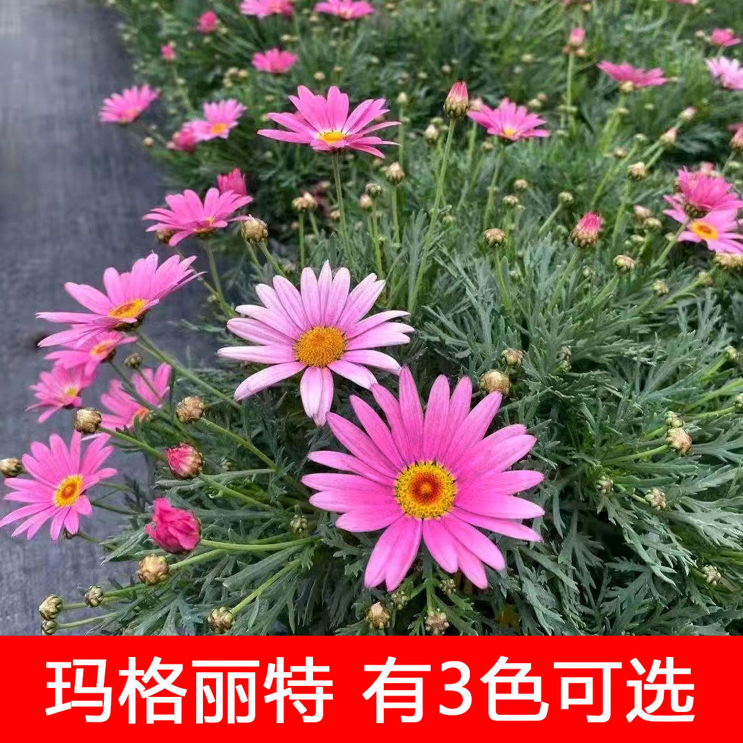 玛格丽特花盆栽带花苞黄粉色室外阳台花园庭院耐晒寒花期长好养护