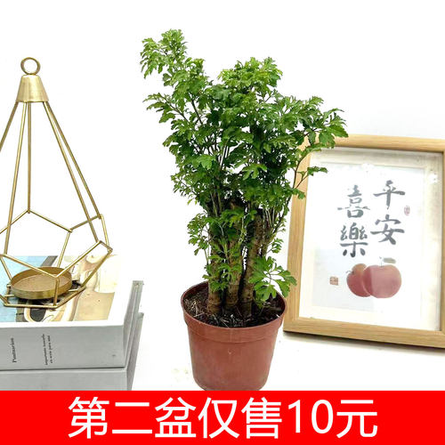 羽叶福禄桐盆栽细叶森