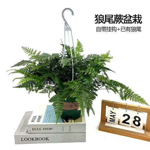 狼尾蕨兔脚龙爪桌面办公植物墙