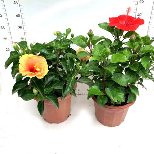 树苗朱槿阳台庭院喜庆红色扶桑花