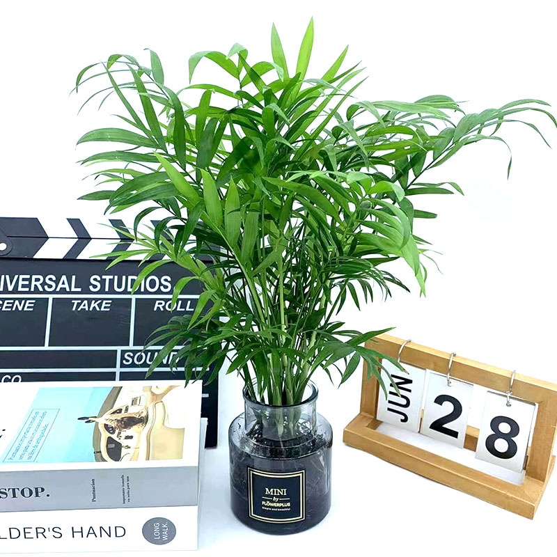 袖珍椰子凤尾竹懒人易养护花卉