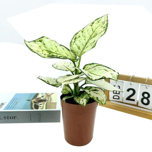 白象万年青室内办公观叶吸甲醛