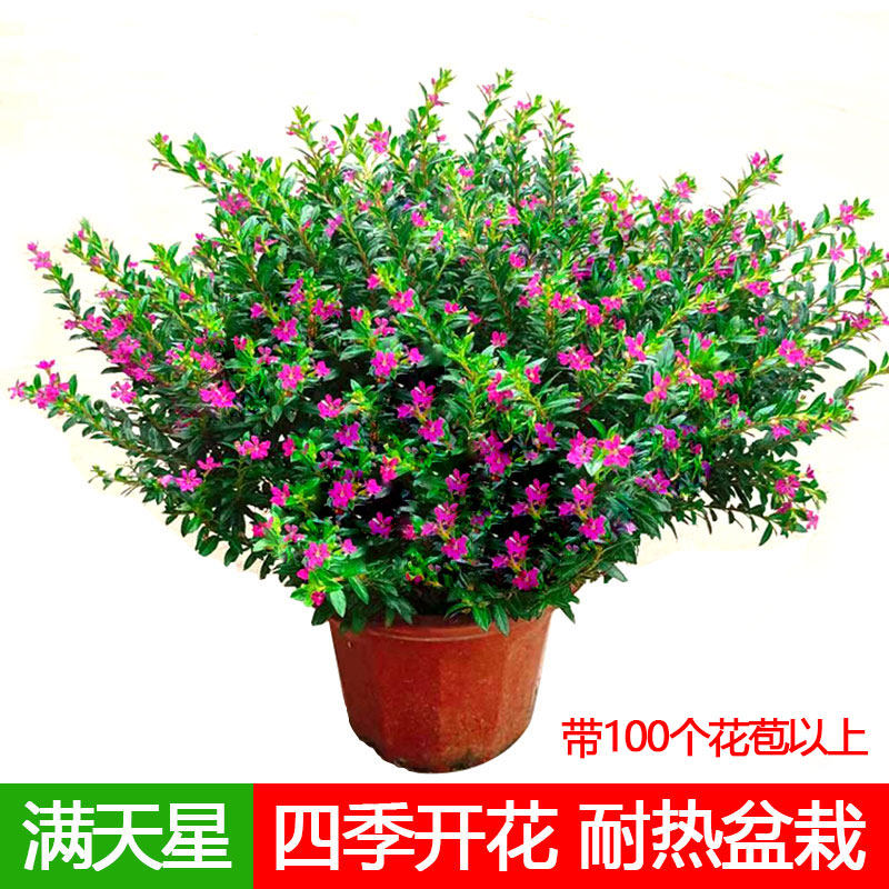 满天星植物阳台庭院鲜花小盆栽图片