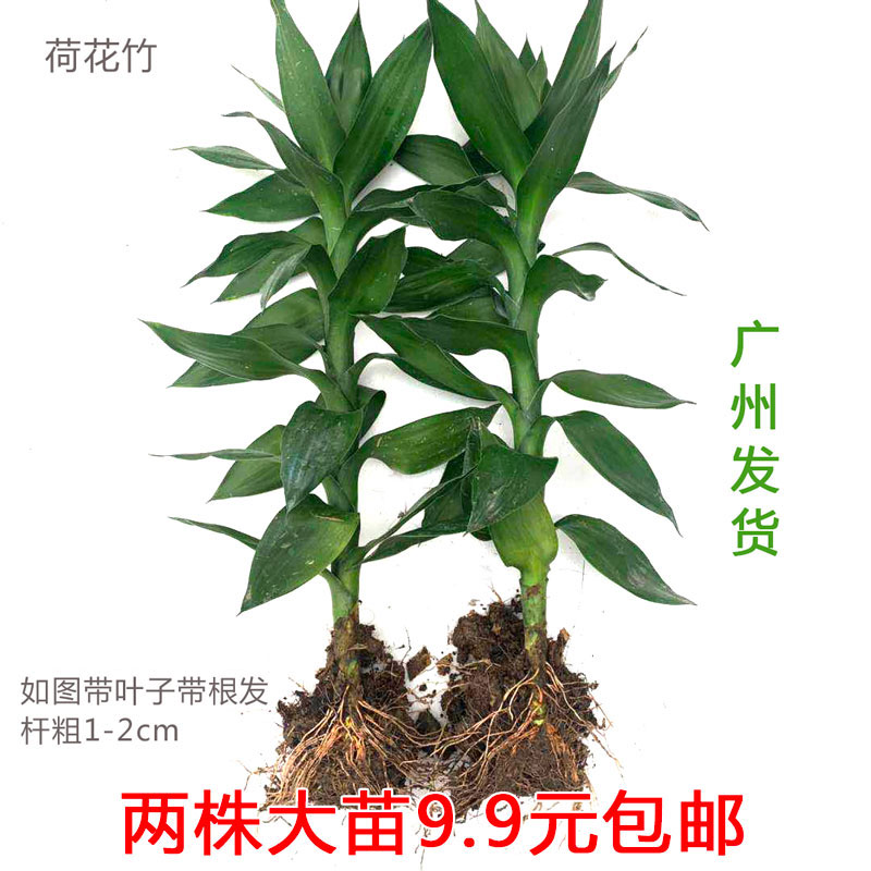 土培荷花竹盆栽观音招财室内办公桌面客厅水培花卉易养护净化空气