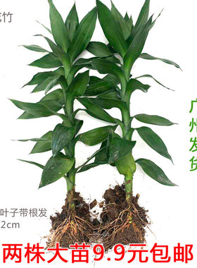 土培荷花竹盆栽观音招财室内办公桌面客厅水培花卉易养护净化空气