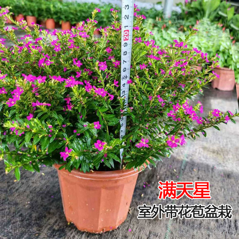 满天星进口室外易种春夏常青盆栽