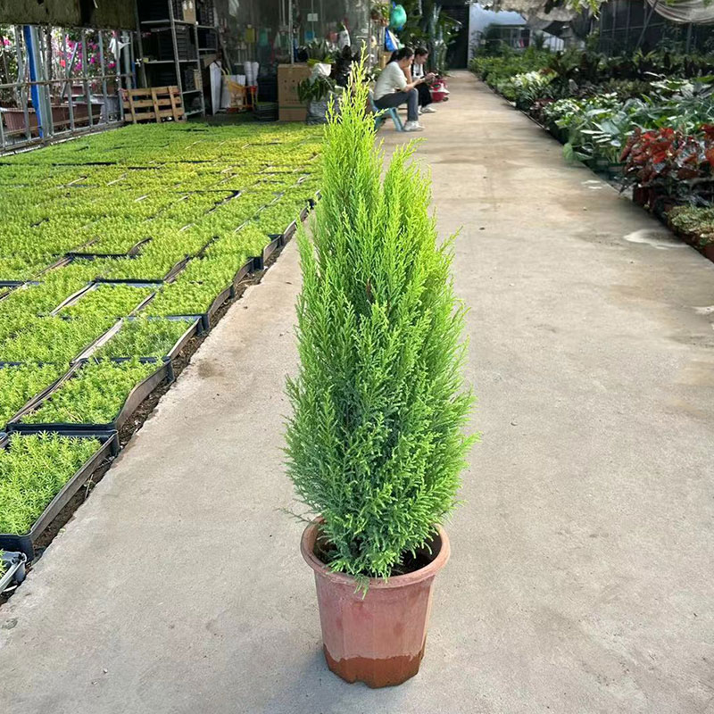 香松圣诞树盆栽北欧阳台