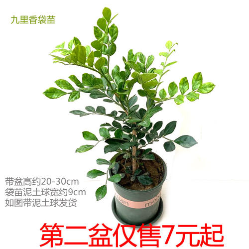 工程室内外司机常青包邮