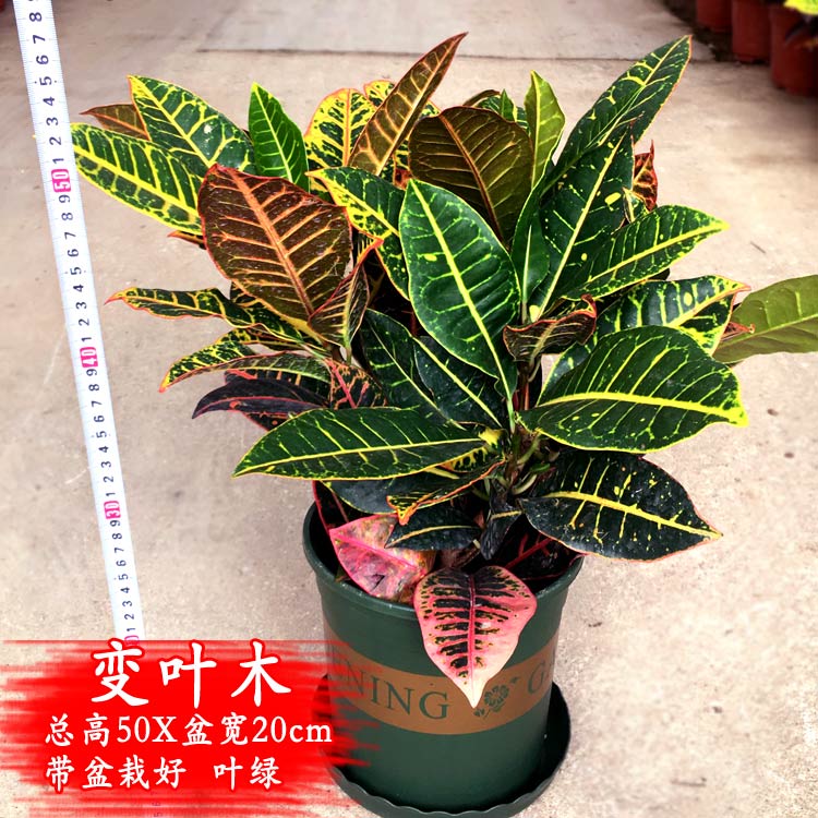 七彩树变叶木盆栽洒金榕室内客厅阳台高档四季常青吸甲醛花卉植物