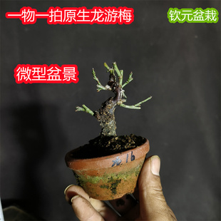 一物一拍原生龙游梅微型梅花盆景绿植花卉