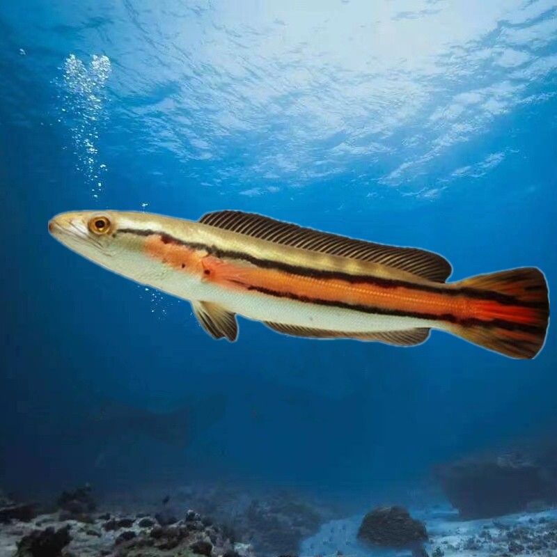 大铅笔鱼活雷龙小盾鳢多曼大型凶猛肉食龙鱼热带观赏鱼鱼苗