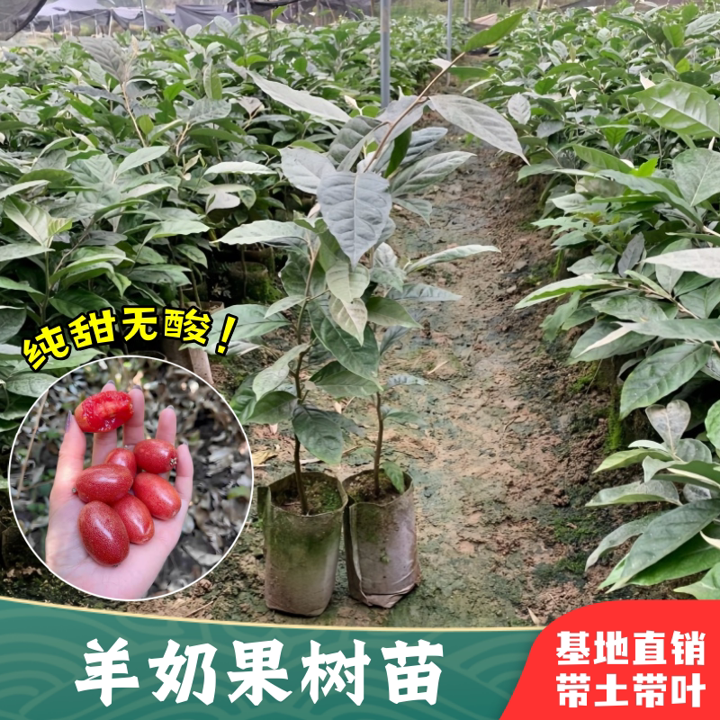 羊奶果苗南北方耐寒盆栽当年结果图片