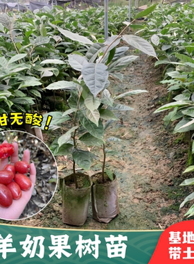 羊奶果苗南北方耐寒盆栽当年结果