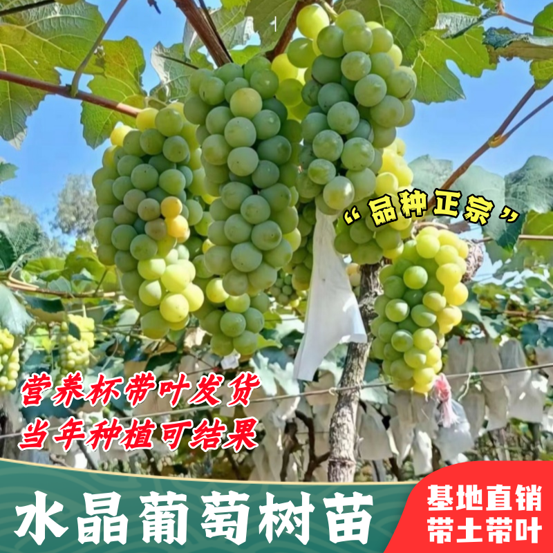 爬藤水晶葡萄树苗南北方庭院盆栽无核珍珠葡萄青提葡萄苗当年结果