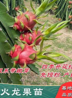 红心火龙果苗嫁接苗盆栽地栽结果