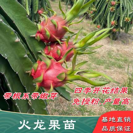 红心火龙果苗树嫁接燕窝火龙果树果苗桂红龙金都一号盆栽四季结果