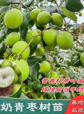 台湾牛奶青枣树果苗嫁接当年结果