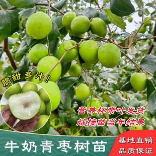 大青枣苗台湾大青枣苗树苗牛奶枣蜜丝枣嫁接苗甜脆枣子苗当年结果