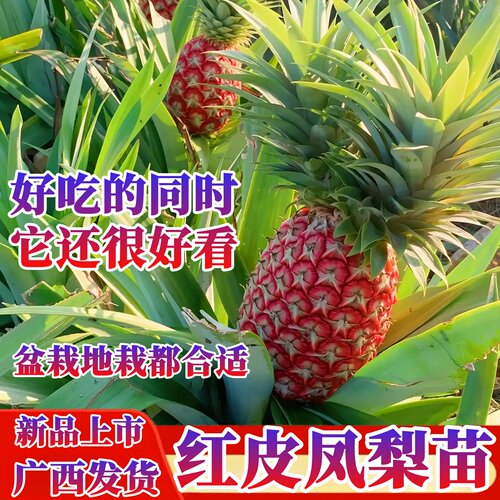 四季红凤梨苗纯甜多汁南北可种植