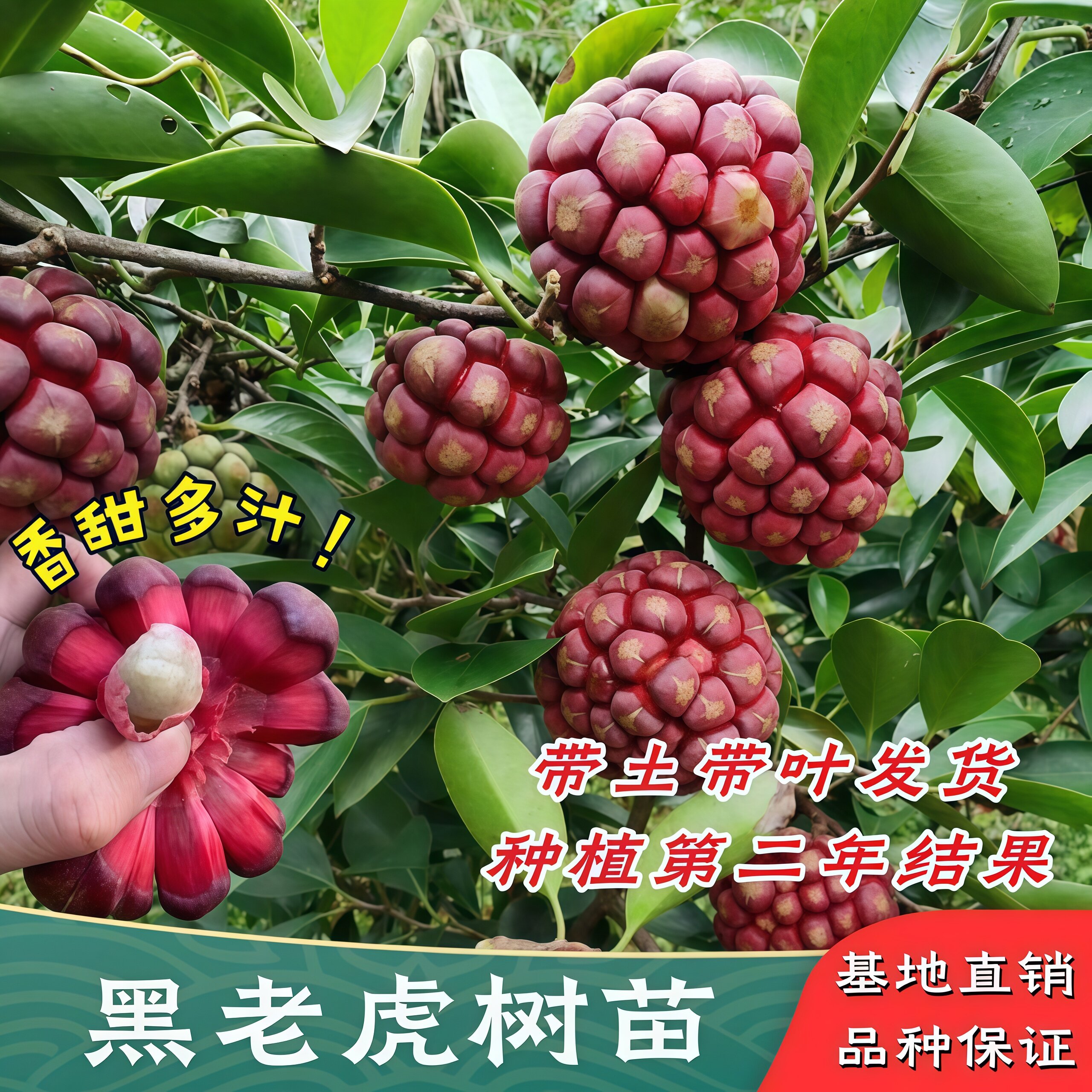 黑老虎树苗紫黑布福娜果苗大血藤果盆栽地栽爬藤当年结果恶魔果实