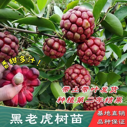 黑老虎布福娜果苗树爬藤当年结果