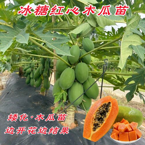木瓜树苗红心矮化盆栽四季结果
