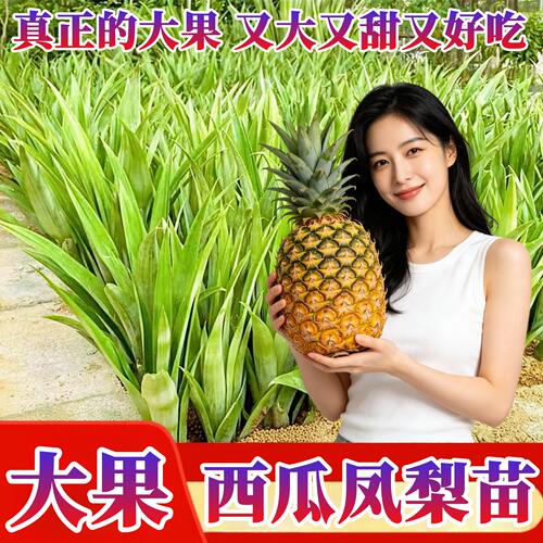 正宗西瓜凤梨苗纯甜多汁四季种植
